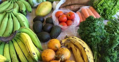 Optimal kost og fodring af sortfodsgrise